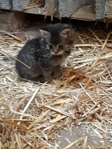 Regio kortrijk 2 kittens zk dringend warme thuis
