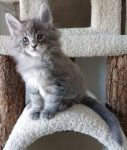Opzoek naar een kitten