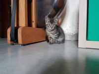 Tricolor en grijze tijger