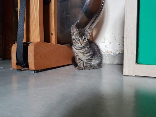 Tricolor en grijze tijger