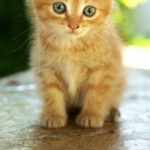 Liefst een ros kitten en anders een zwart met witte kitten