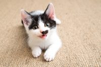 Hallo we zijn op zoek naar een kitten