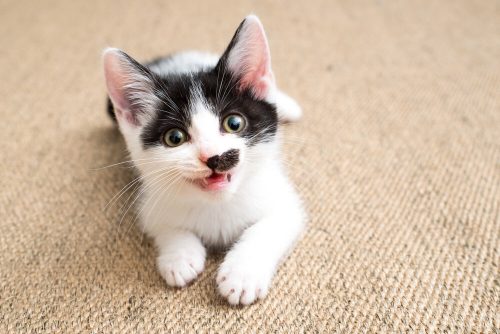 Hallo we zijn op zoek naar een kitten