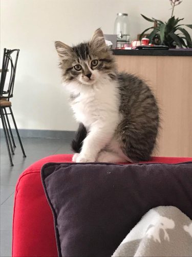 Op zoek naar een Kitten