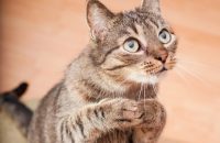 Lieve kitten