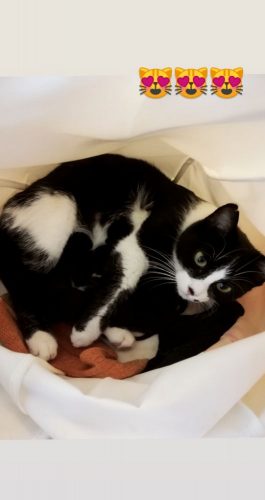 Zwarte kittens (katers)