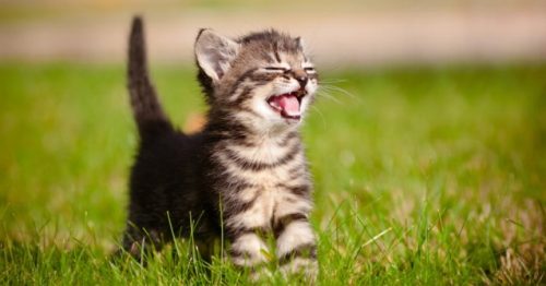 kitten