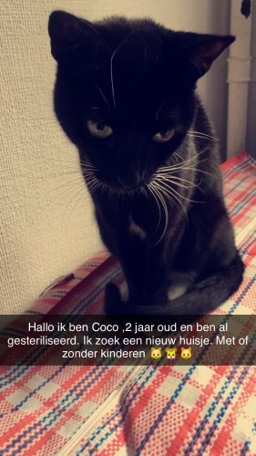 1 kater  7 jaar en 1 kattin 2 jaar
