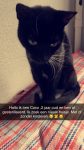 1 kater  7 jaar en 1 kattin 2 jaar