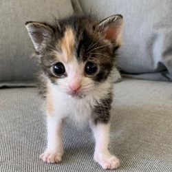 animalstoday-kitten-Pudding-Instagram-Alley-Cat-Rescue