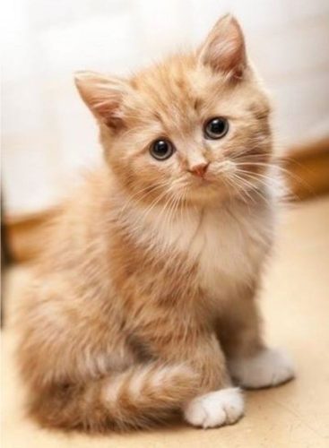 Rosse kitten regio Limburg