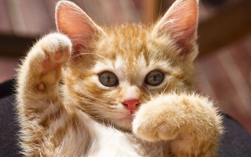 Wij zijn opzoek naar een kitten.