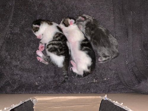 3 kittens vanaf 20 augustus