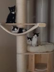 4 lieve kittens