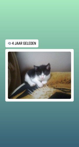 Iemand een kitten over die nog geen nieuwe thuis gevonden heeft?