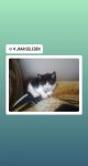 Iemand een kitten over die nog geen nieuwe thuis gevonden heeft?