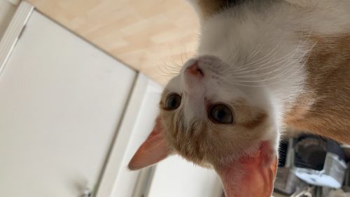 Gratis kitten 15weken