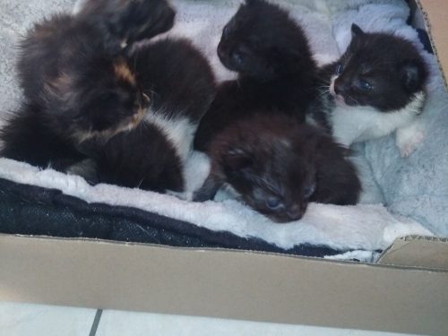6 Lieve mooie kittens. 4 meisjes 2 mannetjes