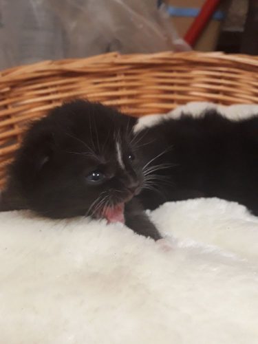 lieve speelse kittens