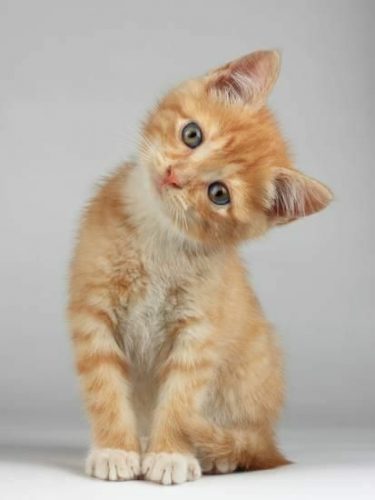 Kitten (kater) gezocht!