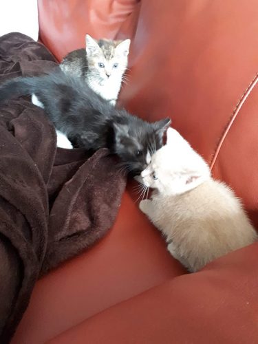 op zoek naar kittens