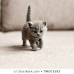 gezocht kitten of 2 kittens regio leuven tienen