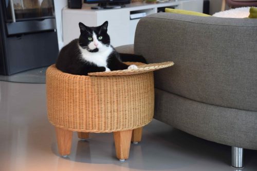 Aanhankelijke, toffe kater van 3 jaar