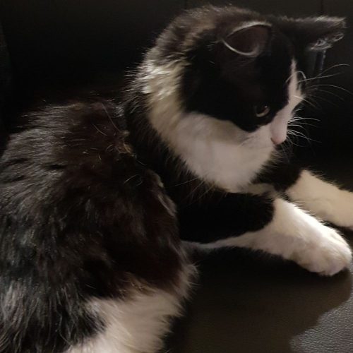 Kattinetje gezocht
