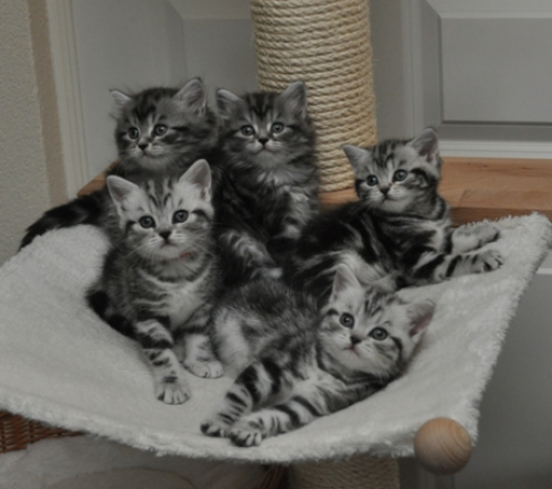 (Langharig) tijger kitten gezocht