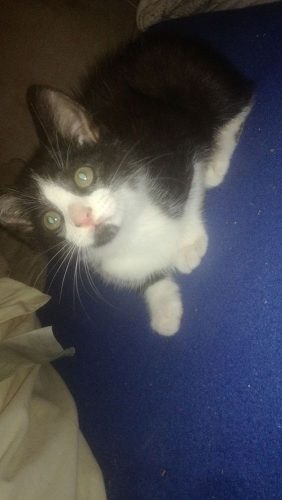 2 kittens gratis af te halen