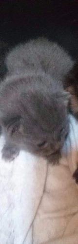 Gezocht grijze kitten