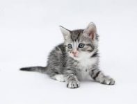 lieve kitten