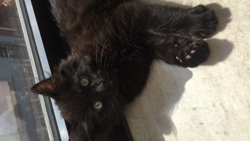 Lieve aanhankelijk kitten gezocht