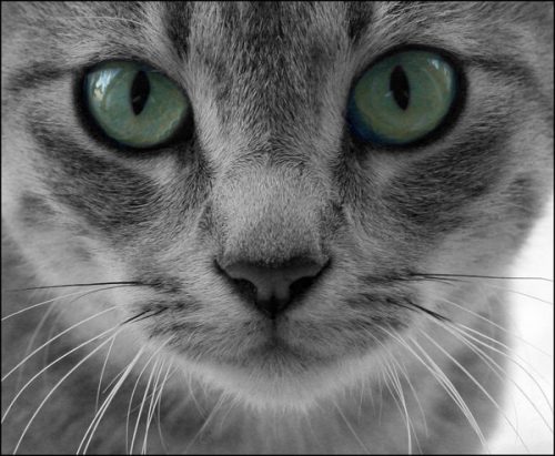 kitten of poes gezocht regio Turnhout