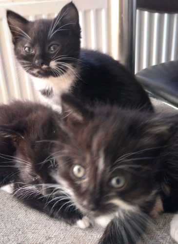 Wit/zwarte kittens