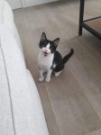 Kittens op zoek naar warme thuis!