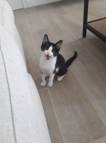 Kittens op zoek naar warme thuis!