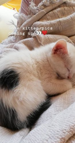 2 witte kittens zoeken thuis