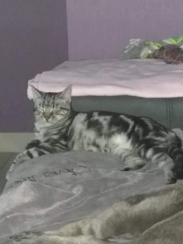 Ik zoek een klein vriendje voor men poes van 1 jaar