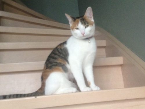 Zoek kitten graag zoals op foto