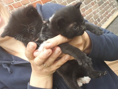 lieve speelse kittens