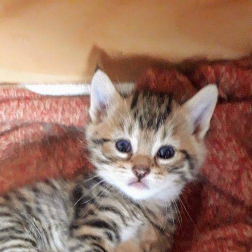 grijs tijgertje (Kater)
