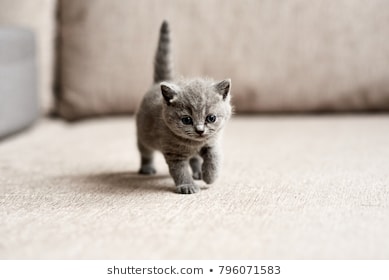 british-blue-kitten-very-beautiful-260nw-796071583