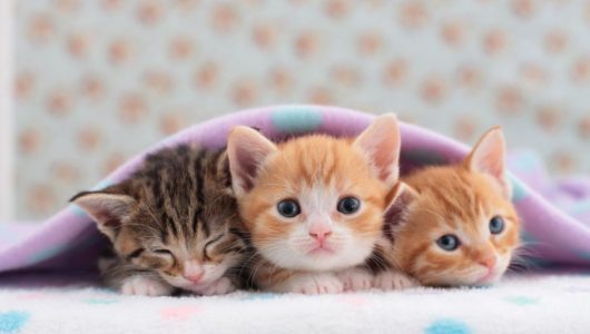 Kittens-cats-and-kittens-club-41536656-2121-1414