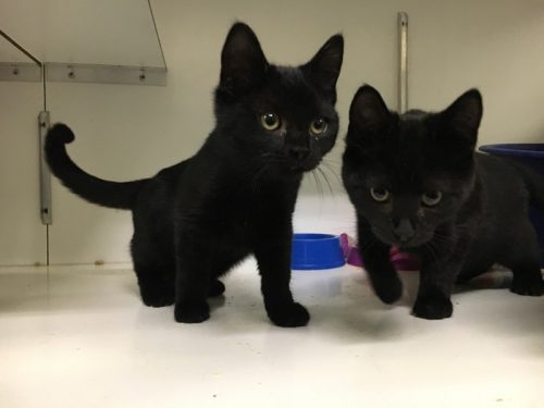 Zwart mannelijk kitten