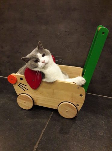 grijs wit katje gezocht