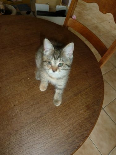 tijger kitten – vrouwtje