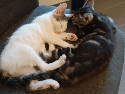 2 kittens onmiddellijk op te halen