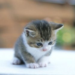 Cute-kitten-with-blue-eyes