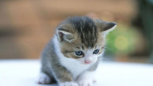 Cute-kitten-with-blue-eyes
